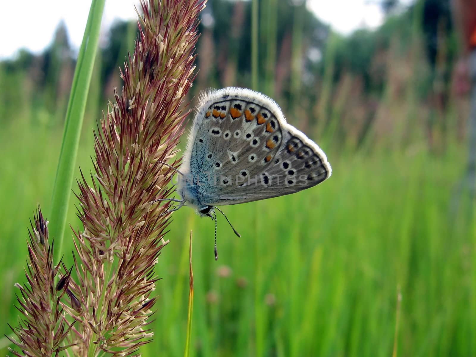 Beautiful blue butterfly sits on the stalk, it is on background of field