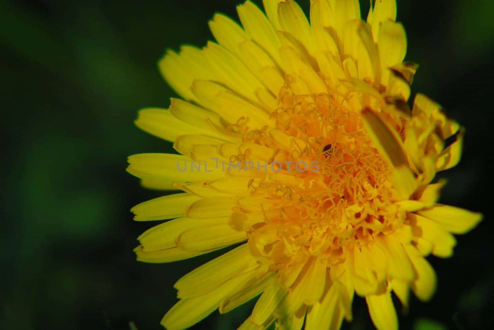 Dandelion in blossom. Binominal name: Taraxacum.