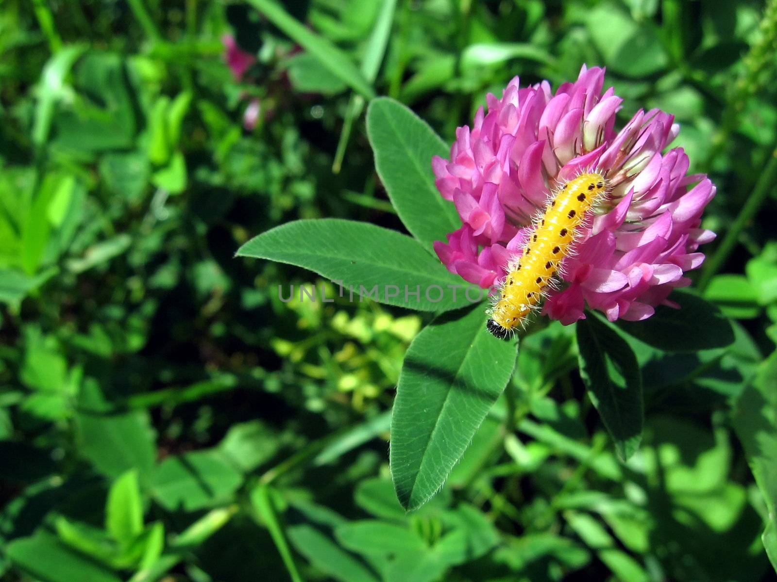 Small yellow caterpillar on the clover on a green background