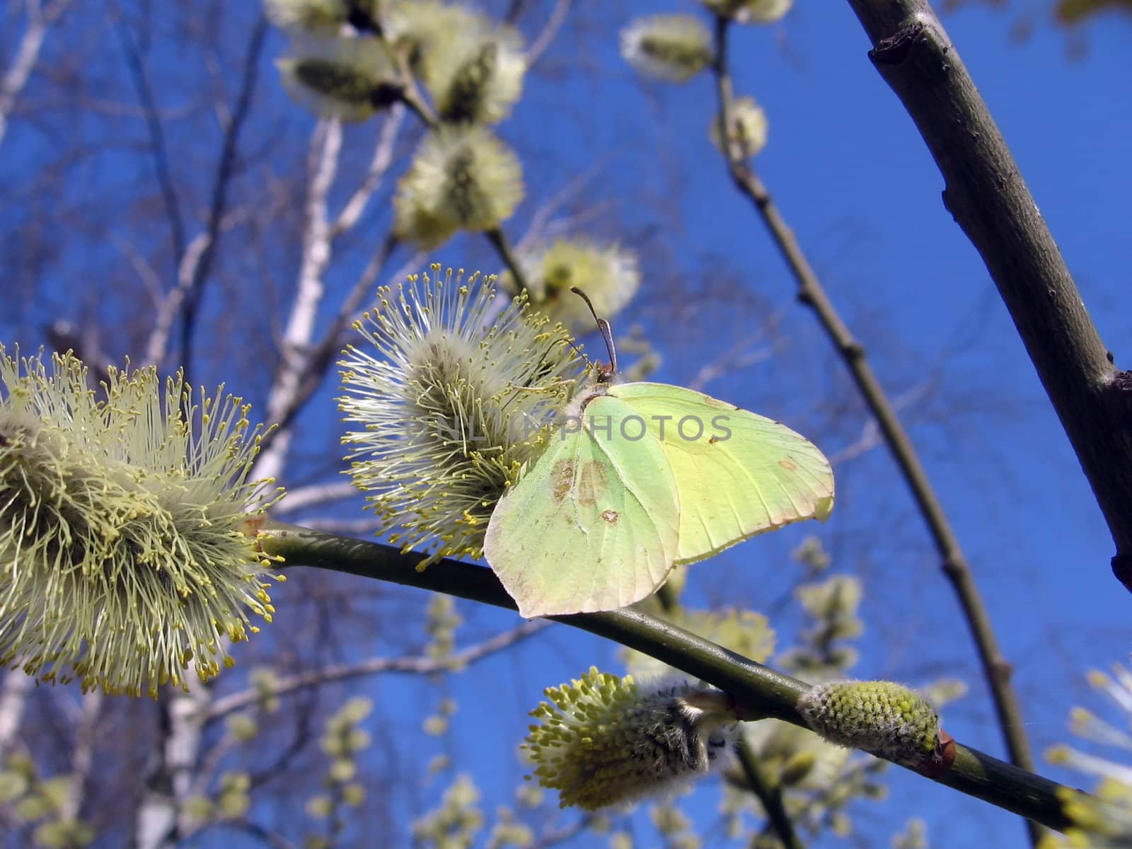 Beautiful yellow butterfly sits on the blossoming branch