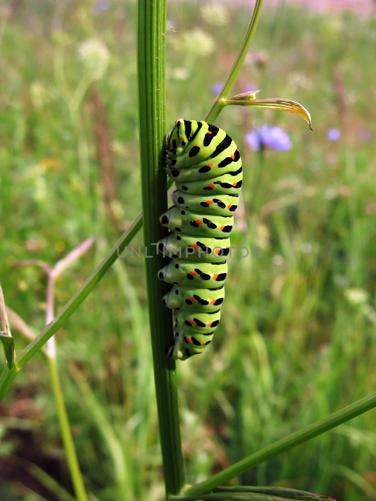 Very beautiful yellow caterpillar sits on the green stalk in field