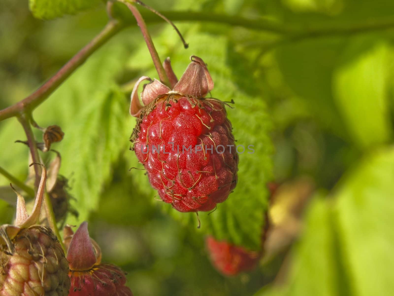 Red and sweet berry of raspberry