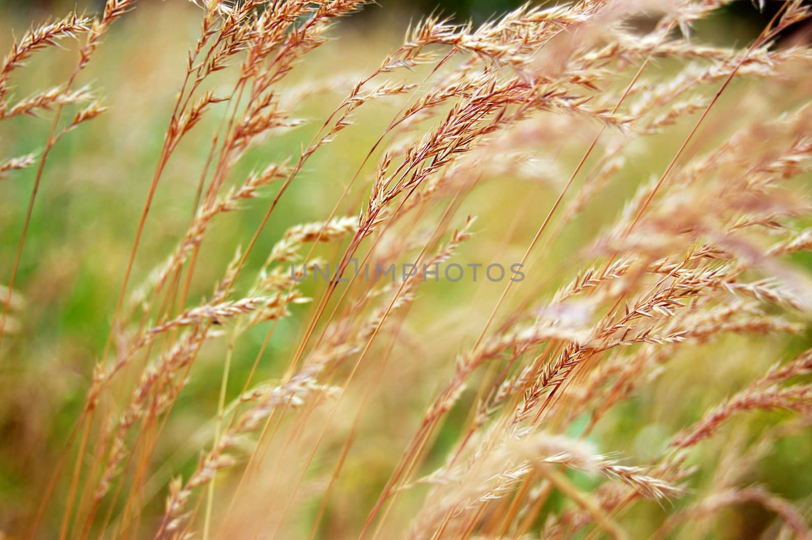 some wild weeds as background