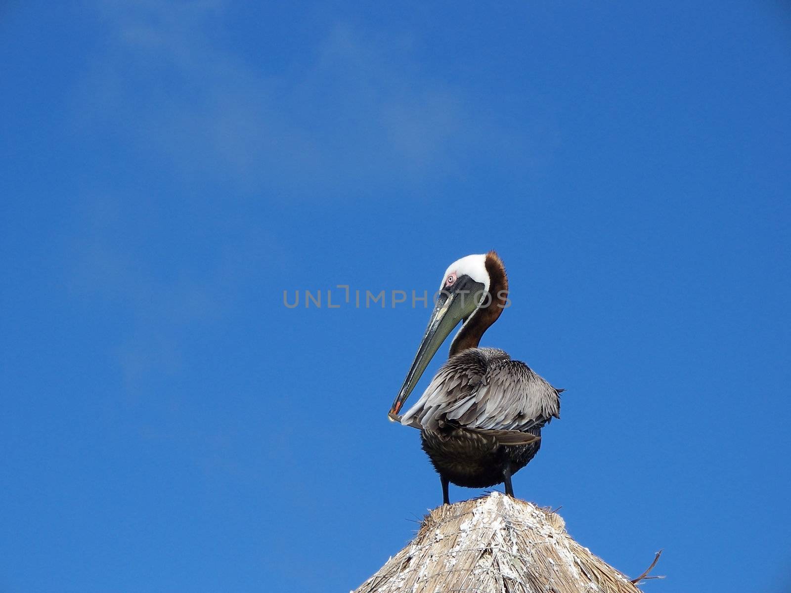 pelican pruning himself on the top of a tiki hut