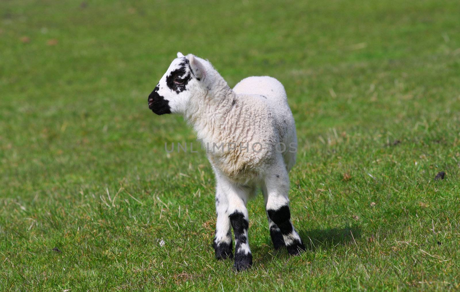 New born lamb black and white Wales UK