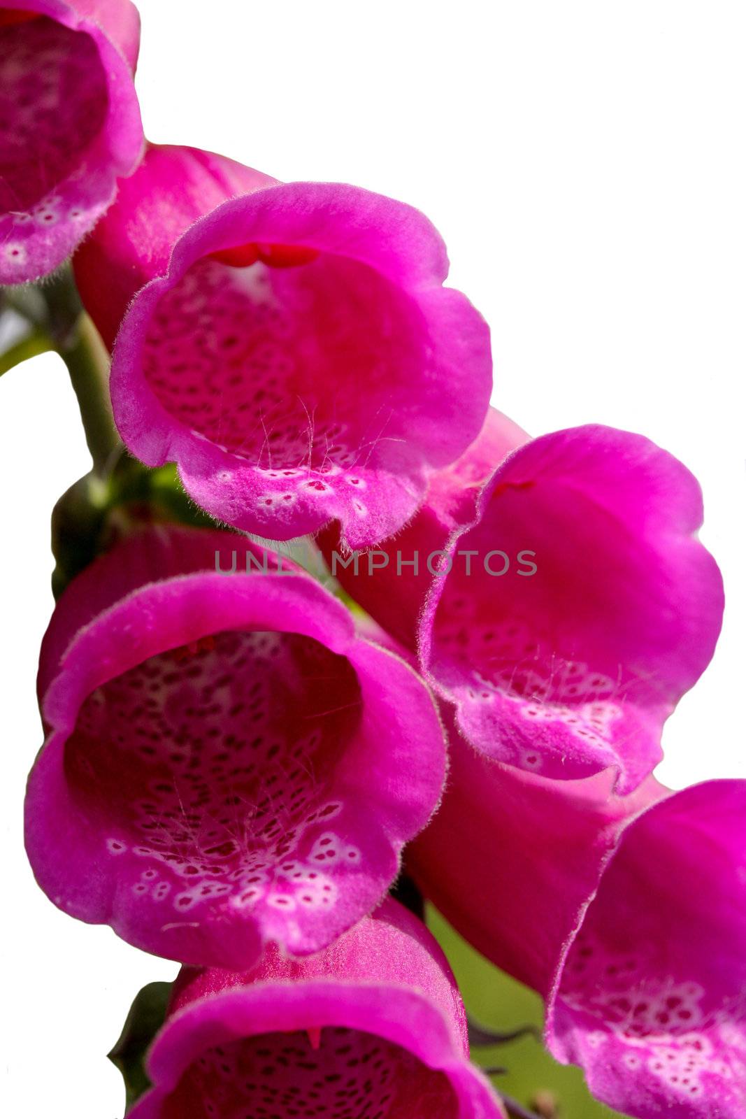 Foxglove Wild Flowers Pink and Purple stem flower isolated on a white background