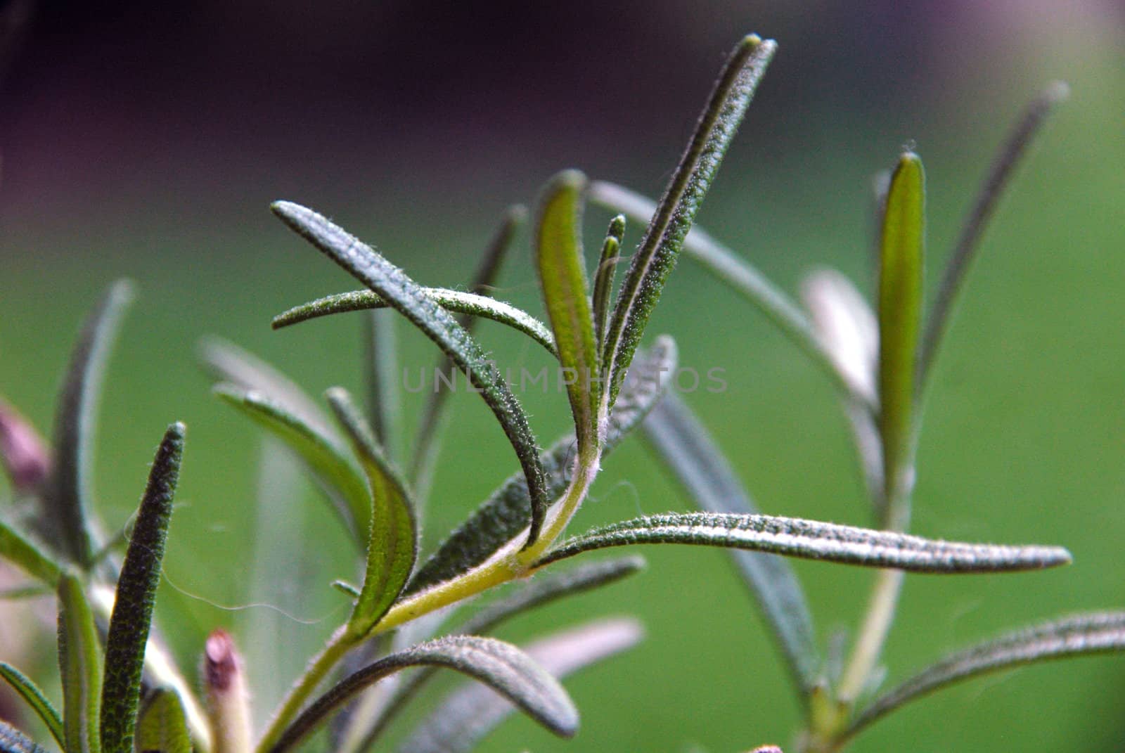 Rosemary. Denominal name: Rosmarinus officialis.