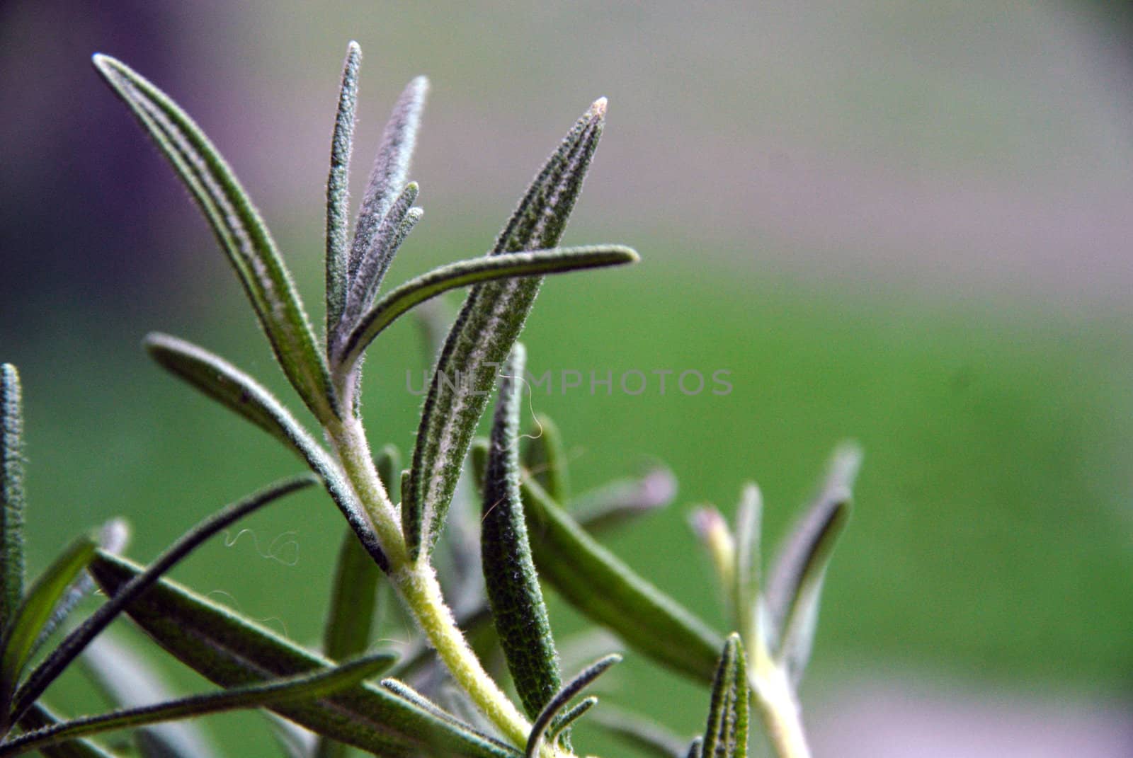 Rosemary, denominal name: Rosmarinus officinalis