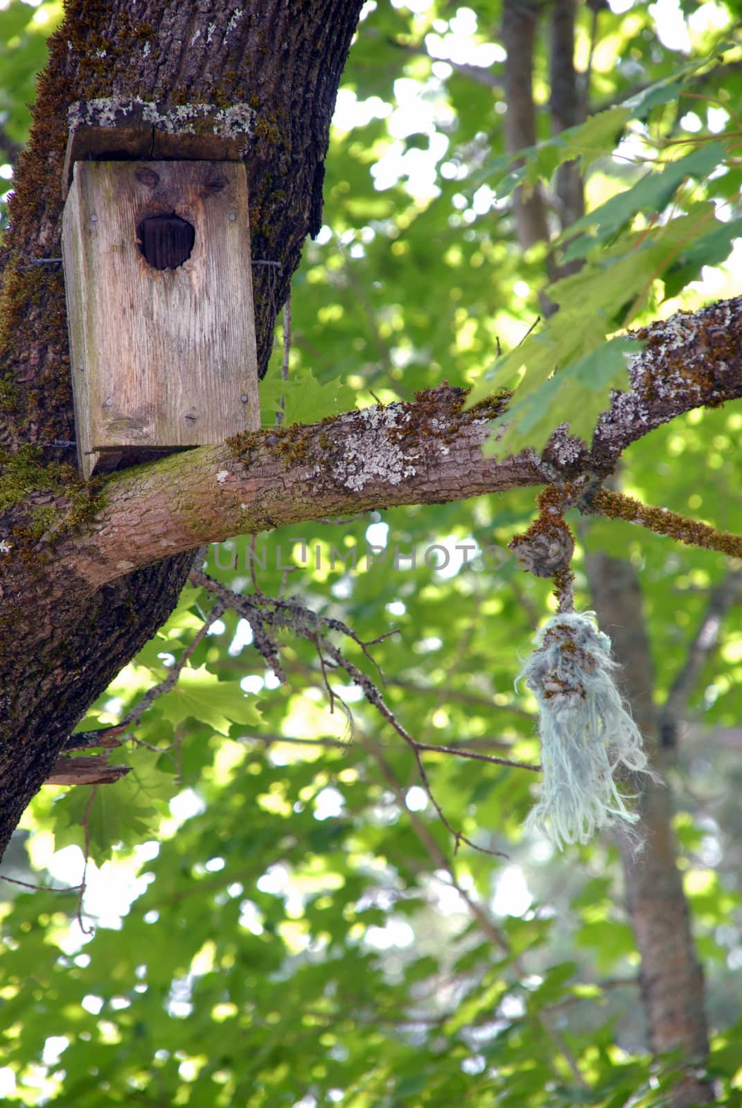 A house for the birds to nest every spring and summer.