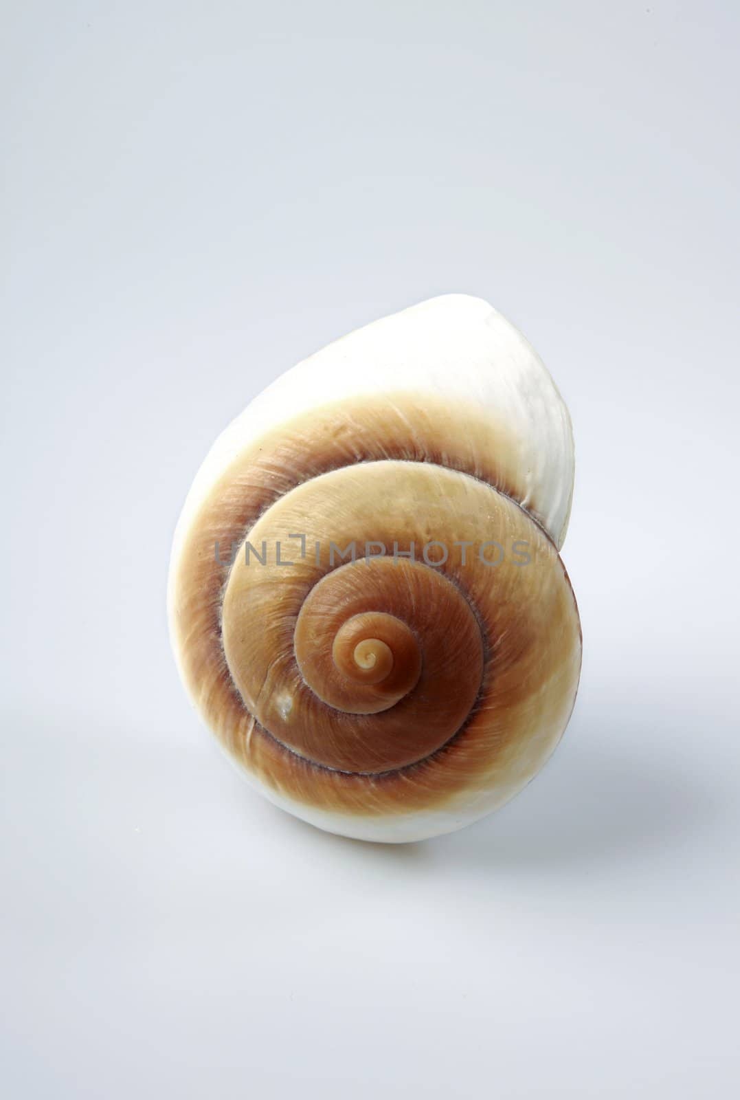 nautilus shell by klikk