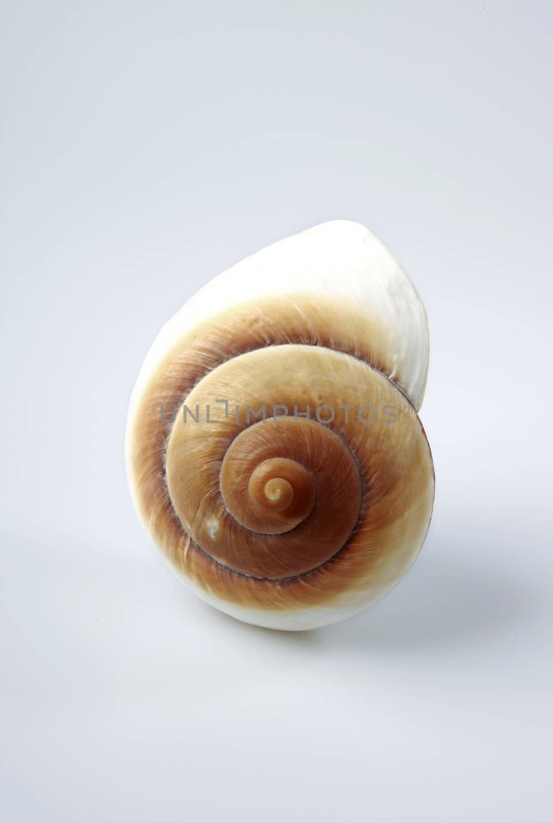 Shell isolated on light background