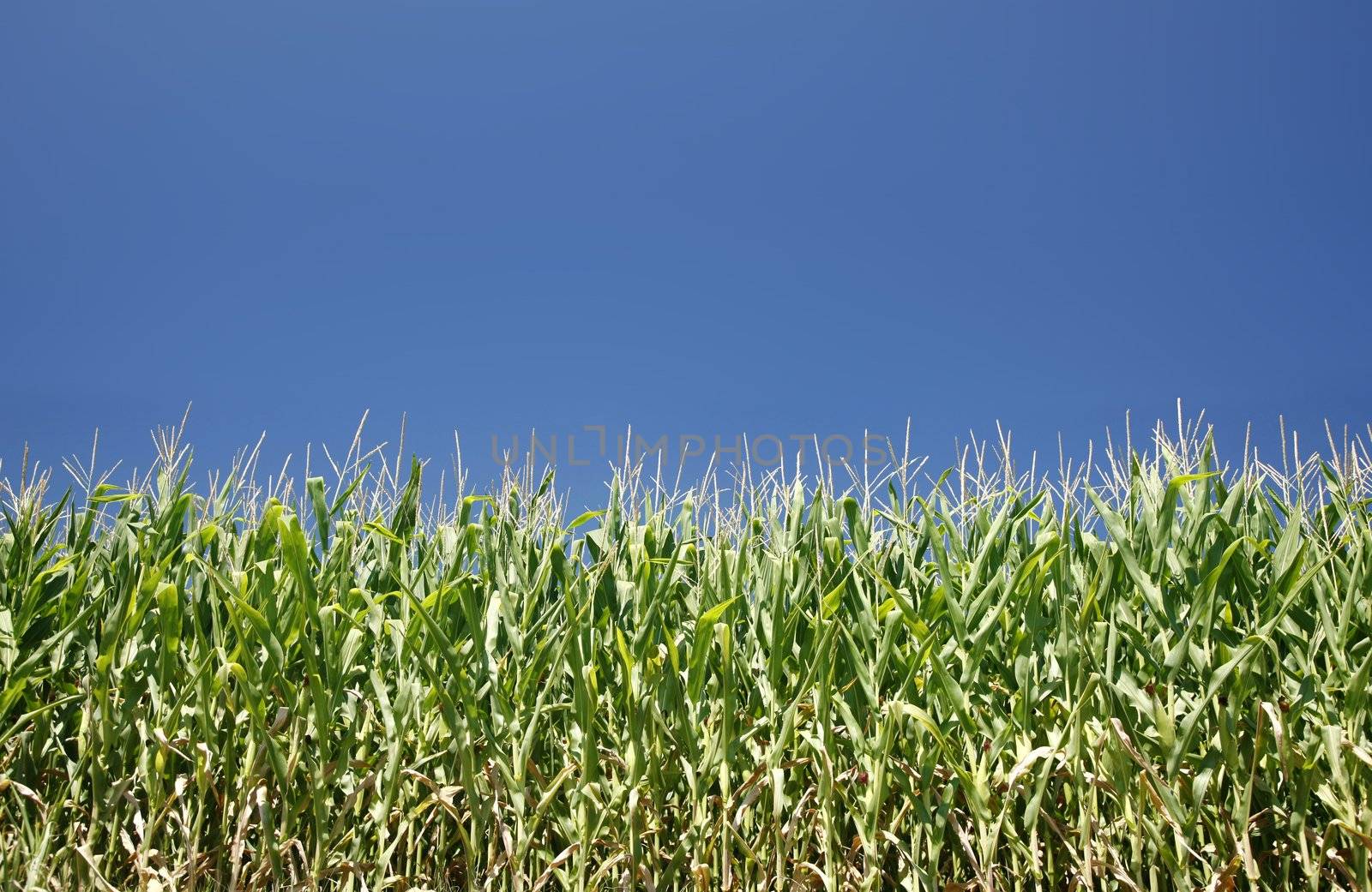 Cornfield on a bright summer day - large XXL file shot with a 21 megapixel camera