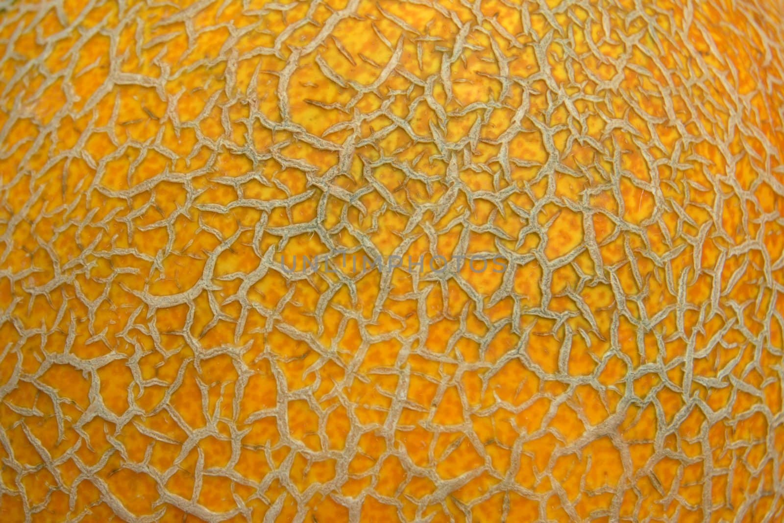 melon surface by mettus