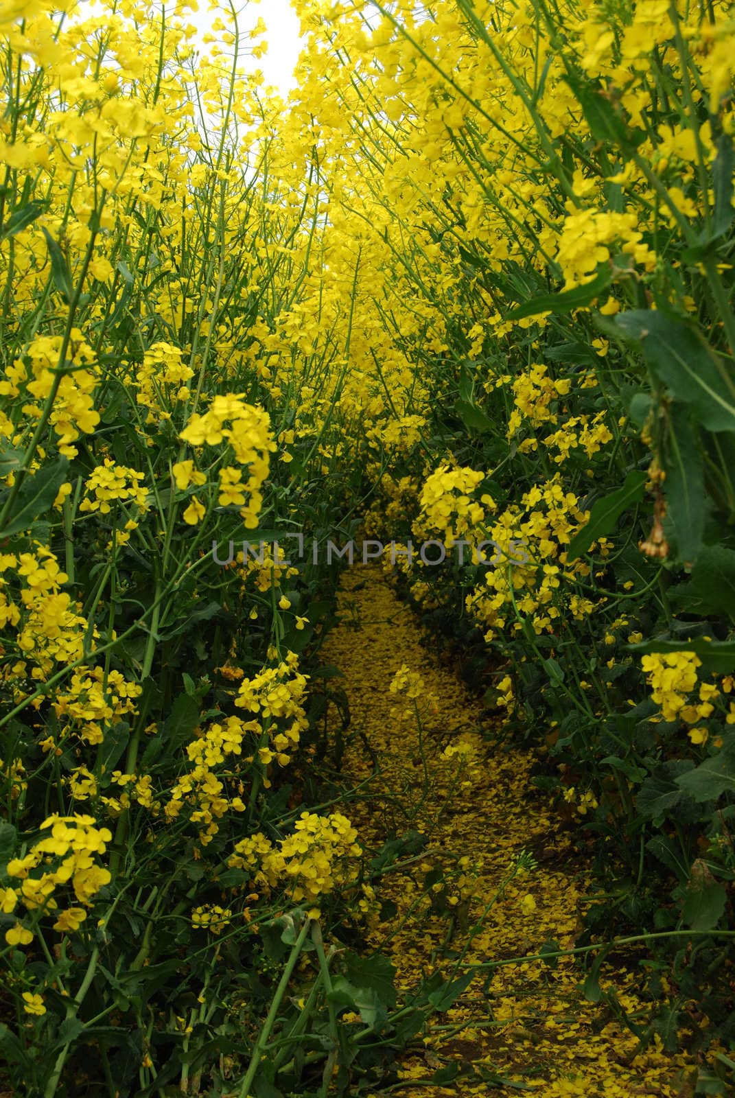 yellow rape field with shallow depth