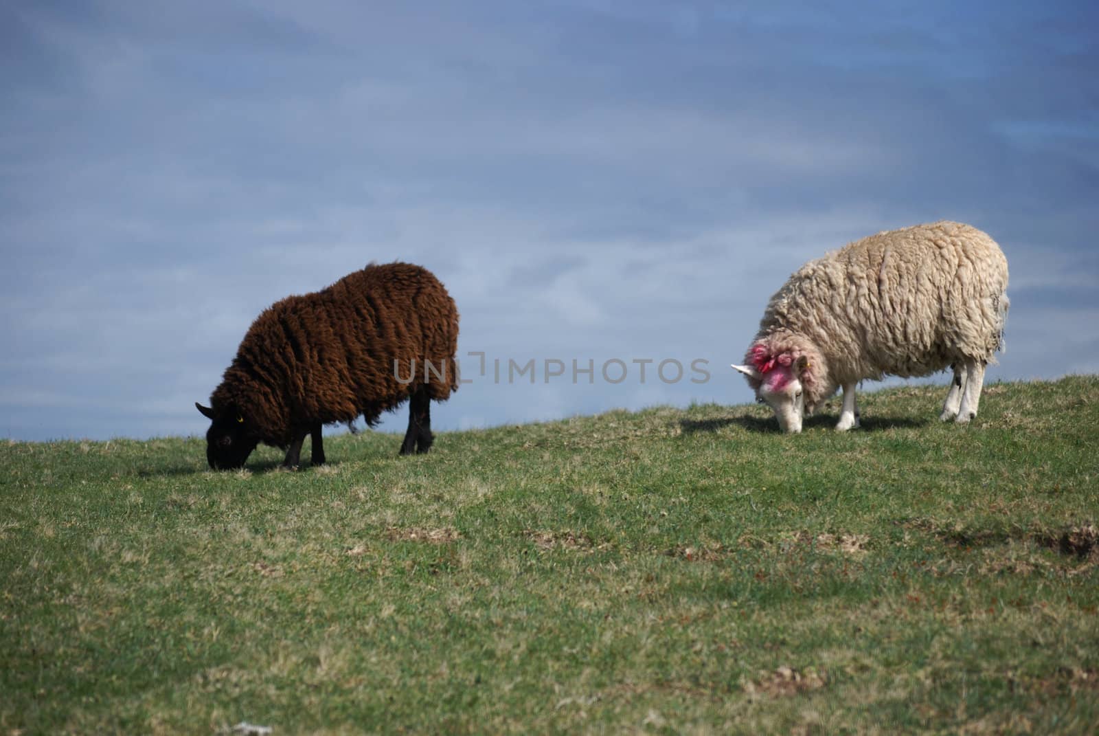 two different colored sheep grazing on a hill