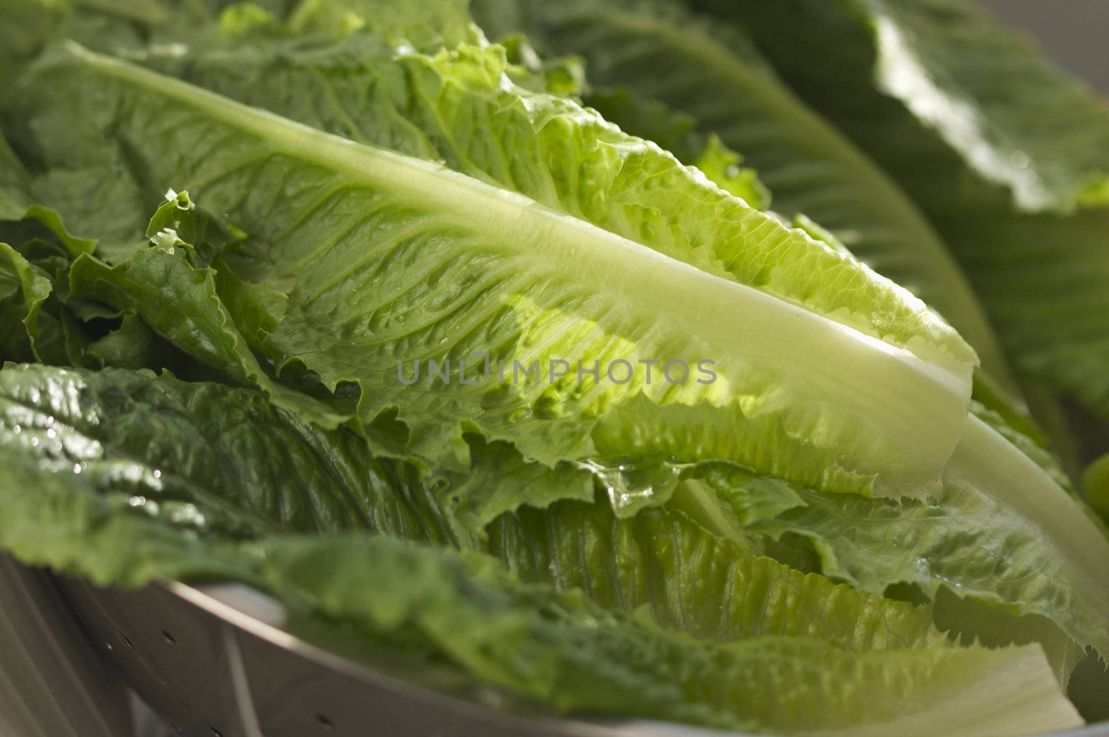 Fresh Romain Lettuce in the sink.