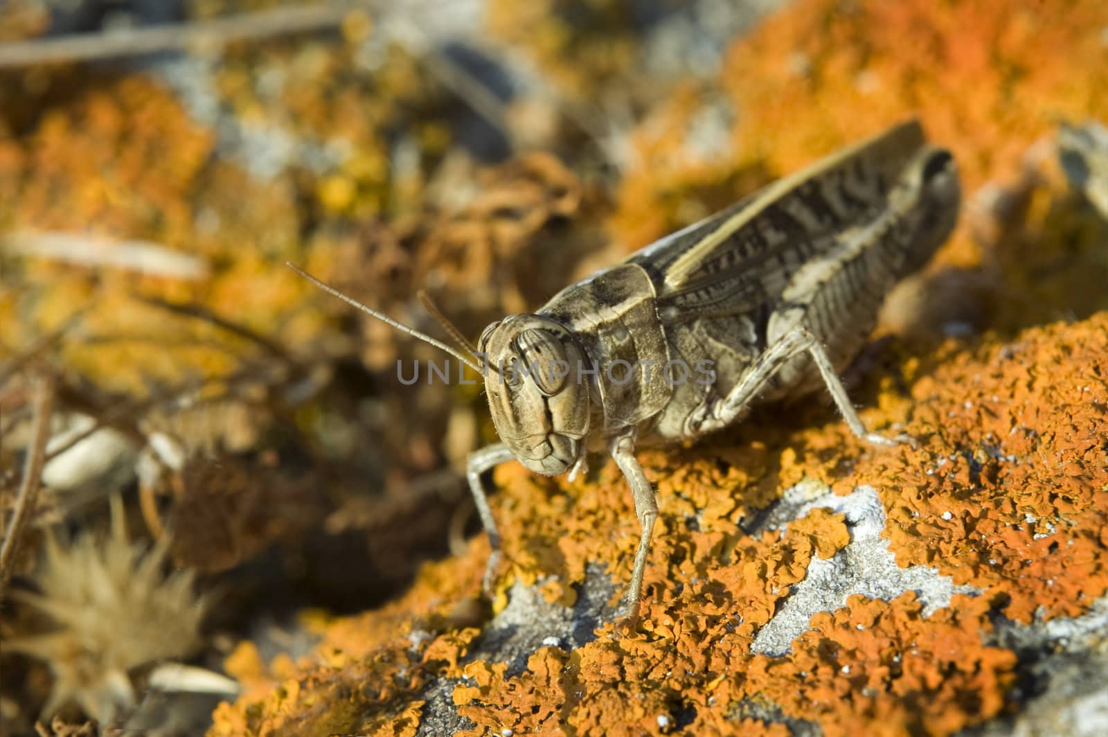 macro shot of grasshopper sitting on the stone with orange colored lichen
