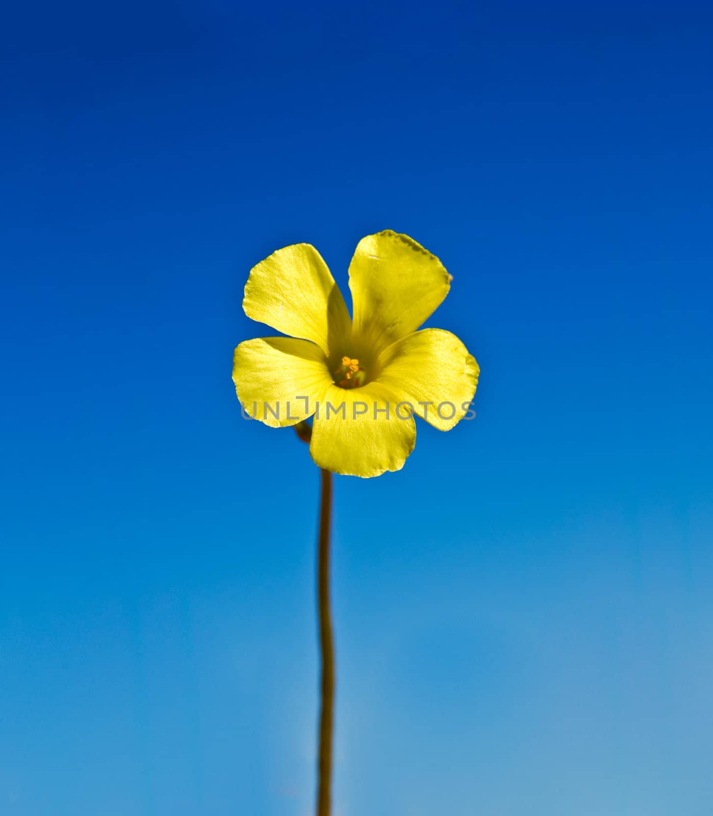 Yellow Daisy against a Clear Blue Sky