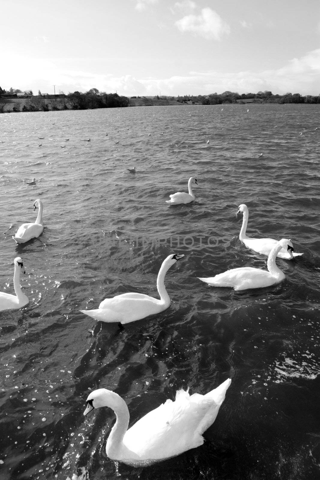 swans gliding elegantly on the lakes edge in the shimmering sunlight in black and white