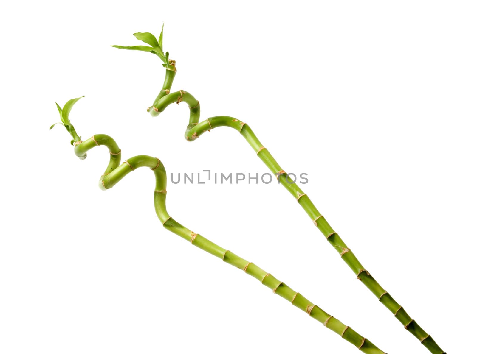 Two bamboo stems with leaves isolated against white.