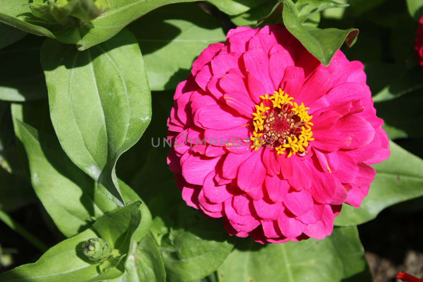 Colorful zinnia flower isolated against the softly muted shades of the other flowers in the garden