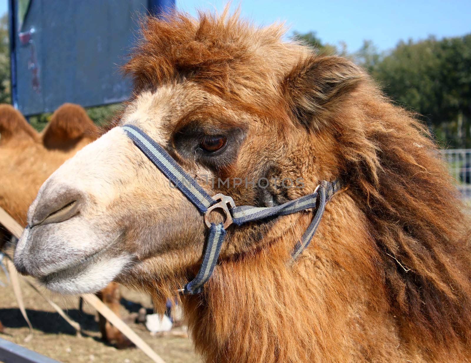 Head of camel, close-up