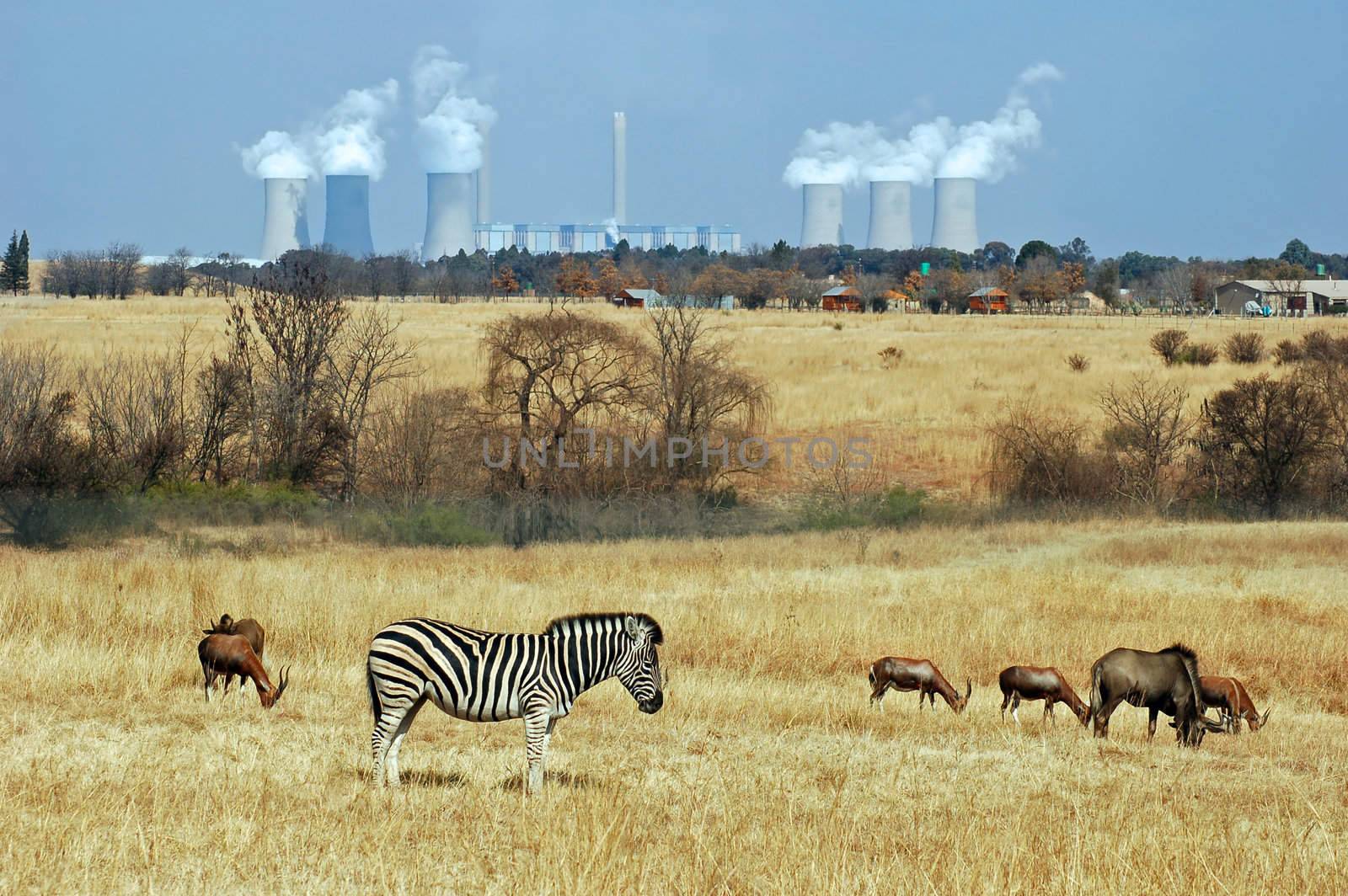 Coal Powerstation in Africa with wildlife in the area