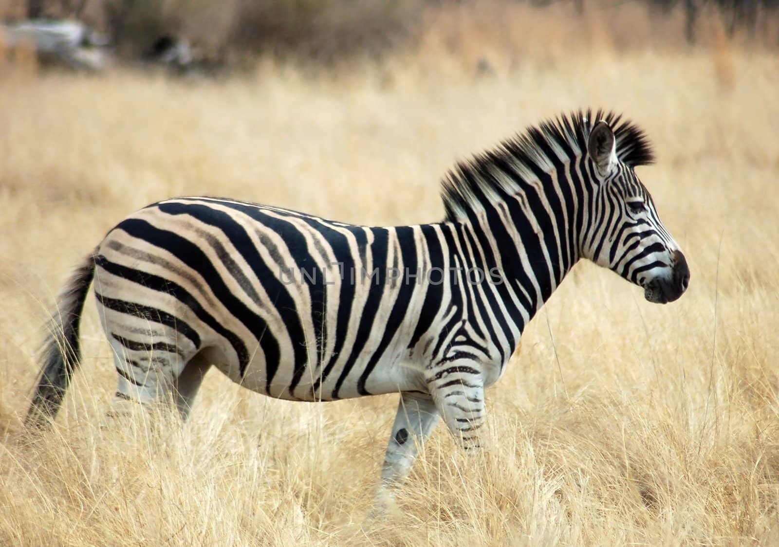 A Burchells Zebra (Equus quagga burchelli) in the Kruger Park, South Africa.