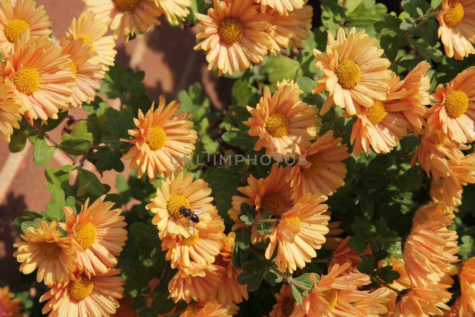 Close up of a Chrysanthemum growing in England.