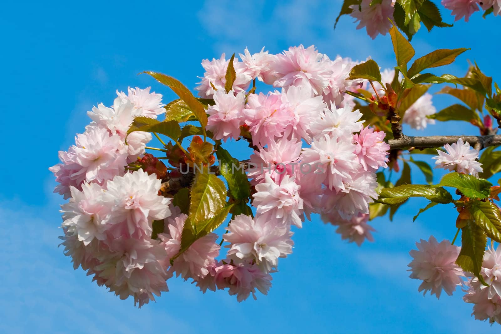 branch of blossoming plum-tree on blue sky