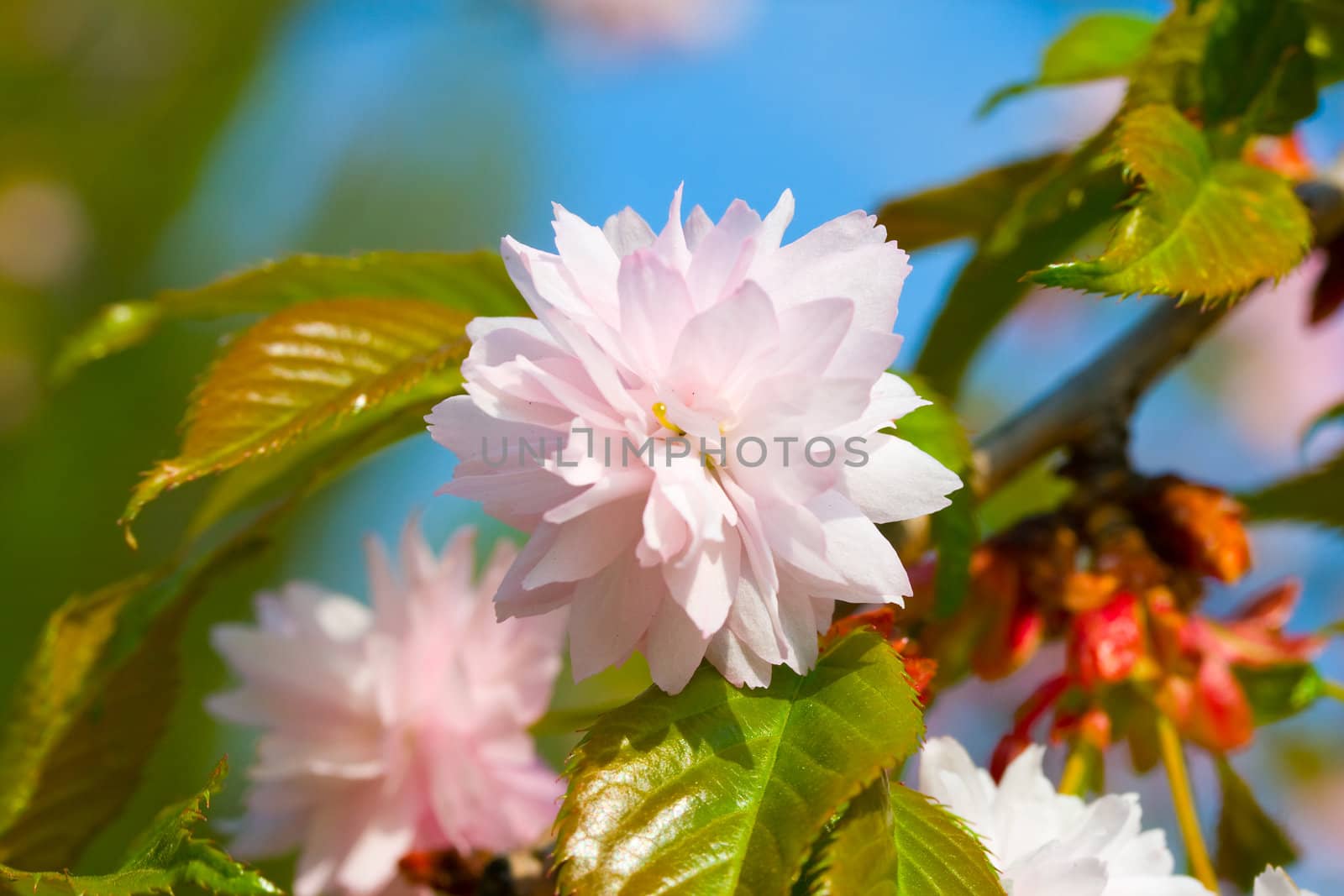 close-up branch of blossoming plum-tree on blue sky