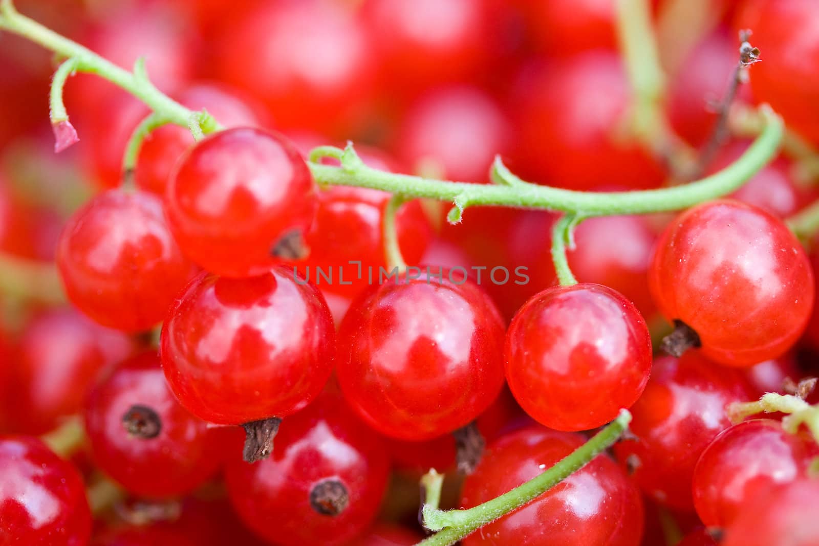 close-up branch of ripe red currant
