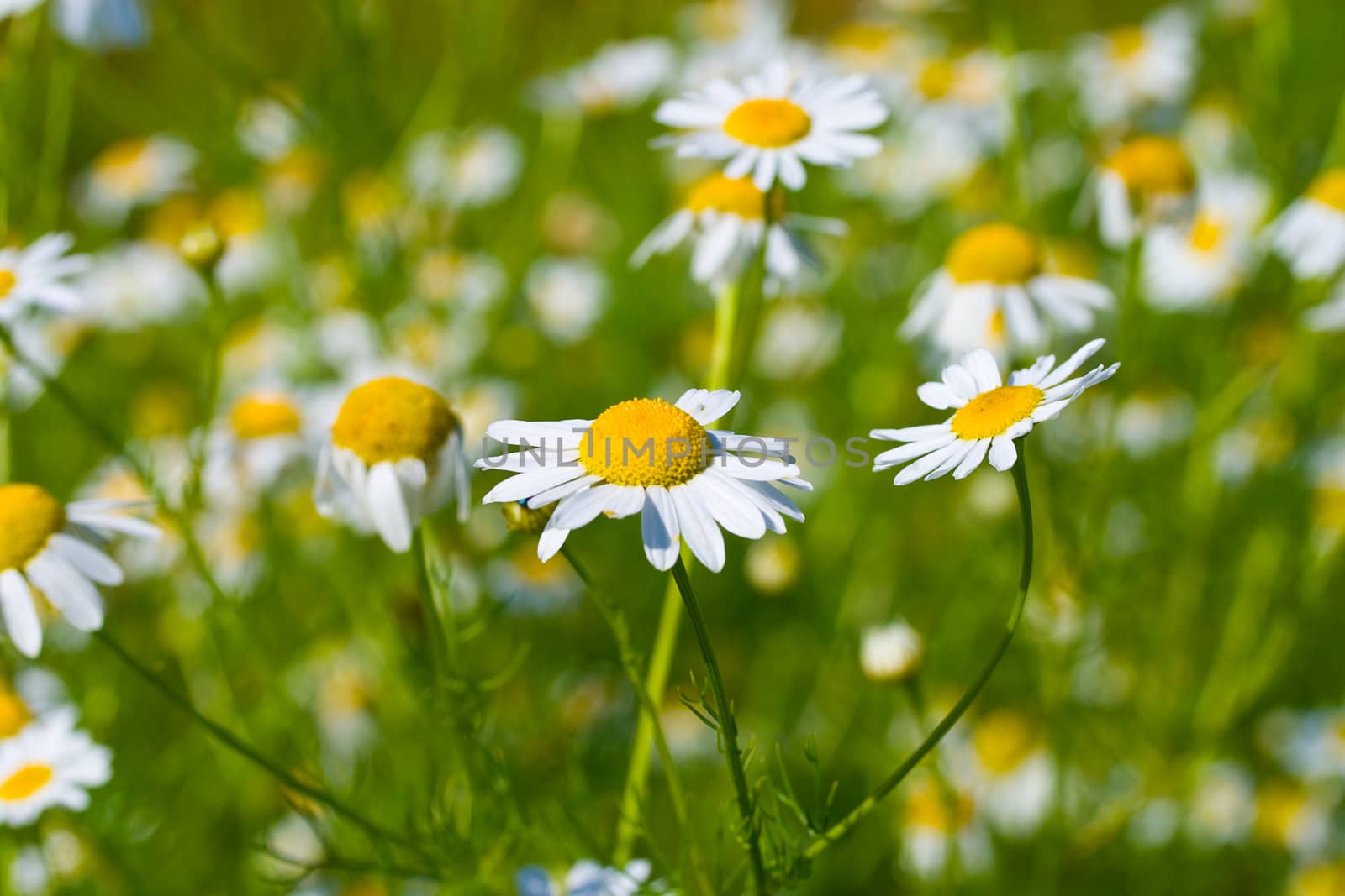 many chamomiles with green grass background