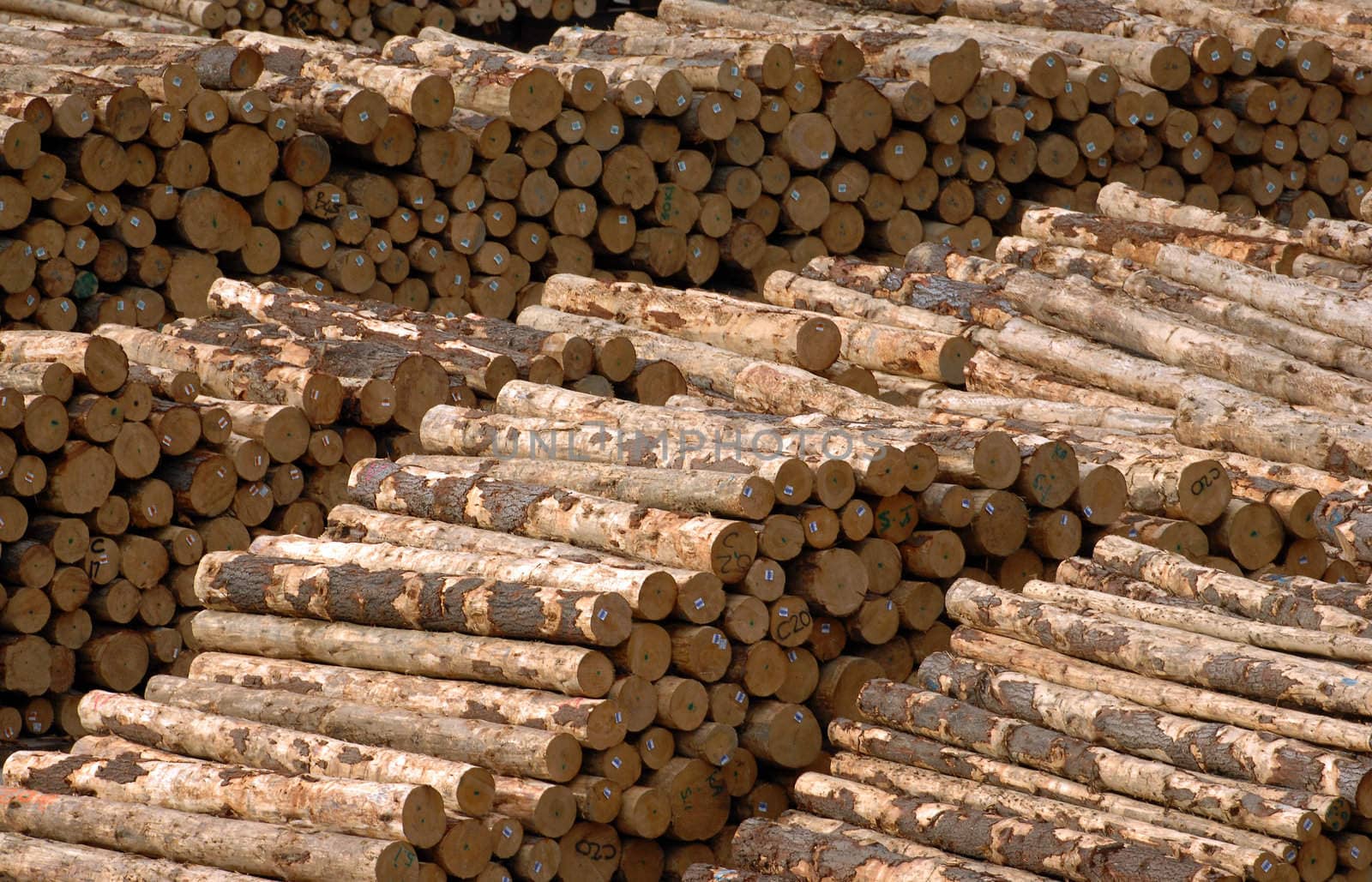 A pile a logs (timber) waits at a mill for chipping.