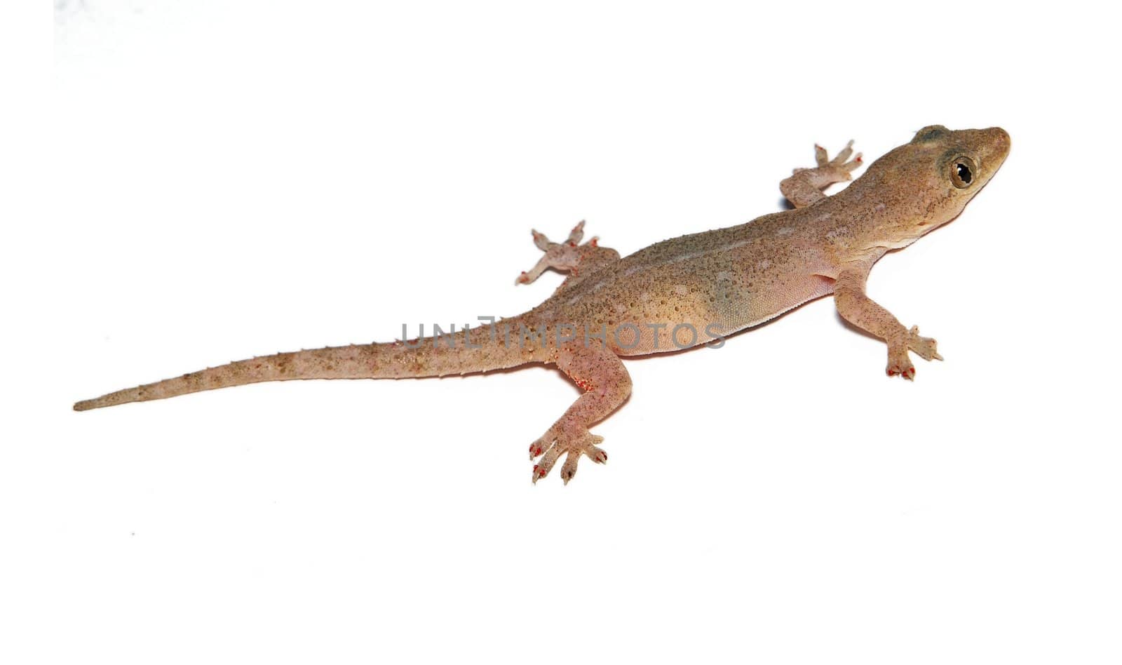 Gecko. Small funny lizard isolated on white.