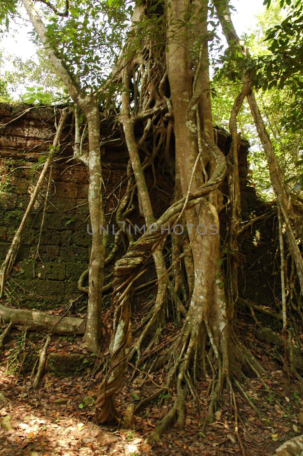 Runs of ancient Cambodian temple in the jungle.