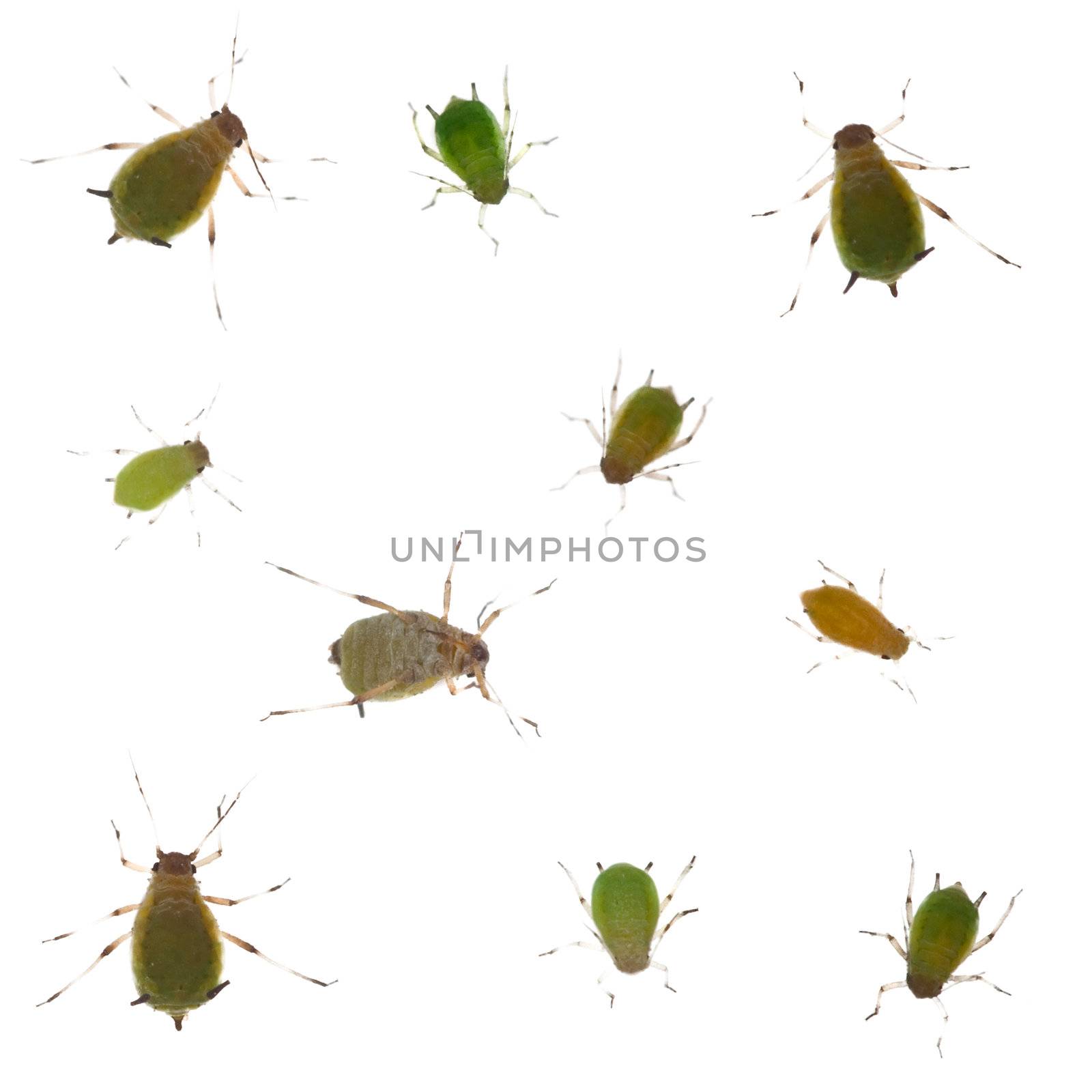 Group of green aphids on white background by pzaxe