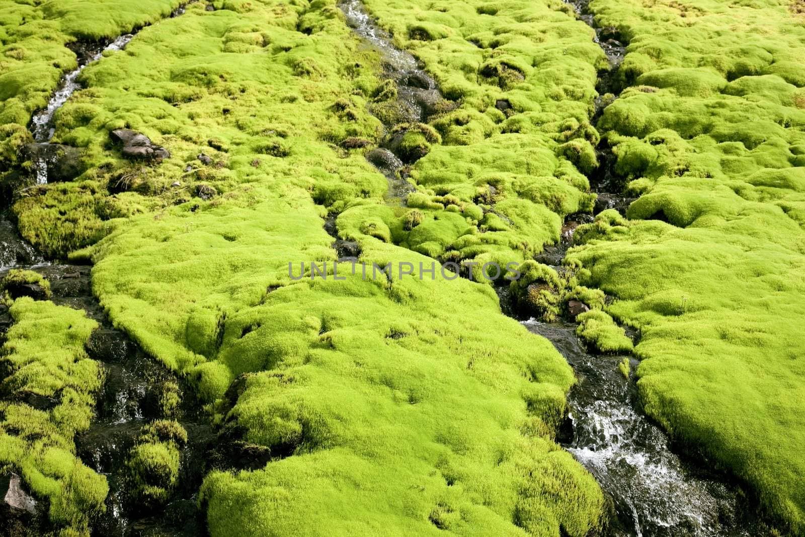 Mountain spring flowing through moss