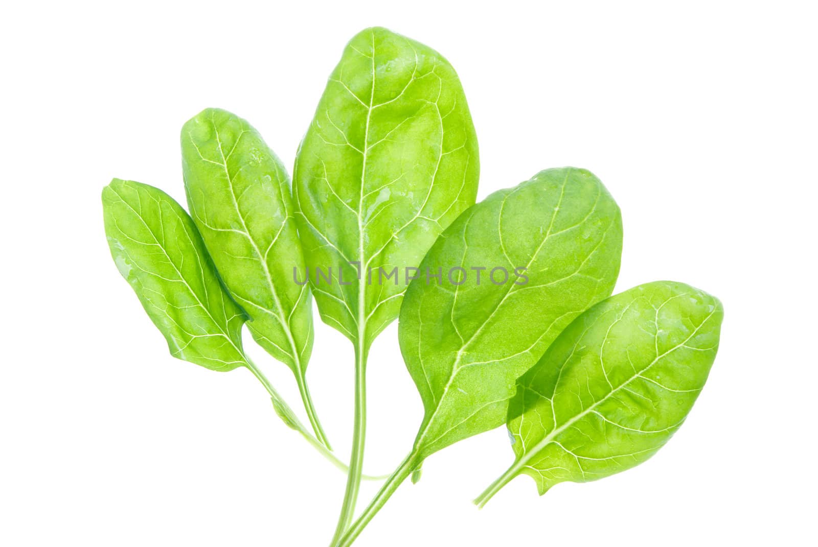 Fresh washed baby spinach isolated on white background