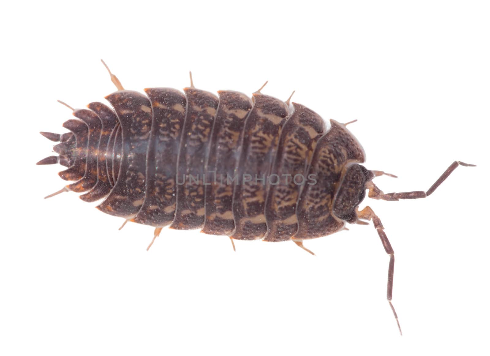 Big brown wood louse is isolated on a white background