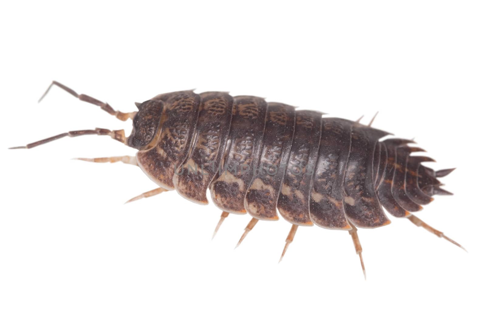 Big brown wood louse is isolated on a white