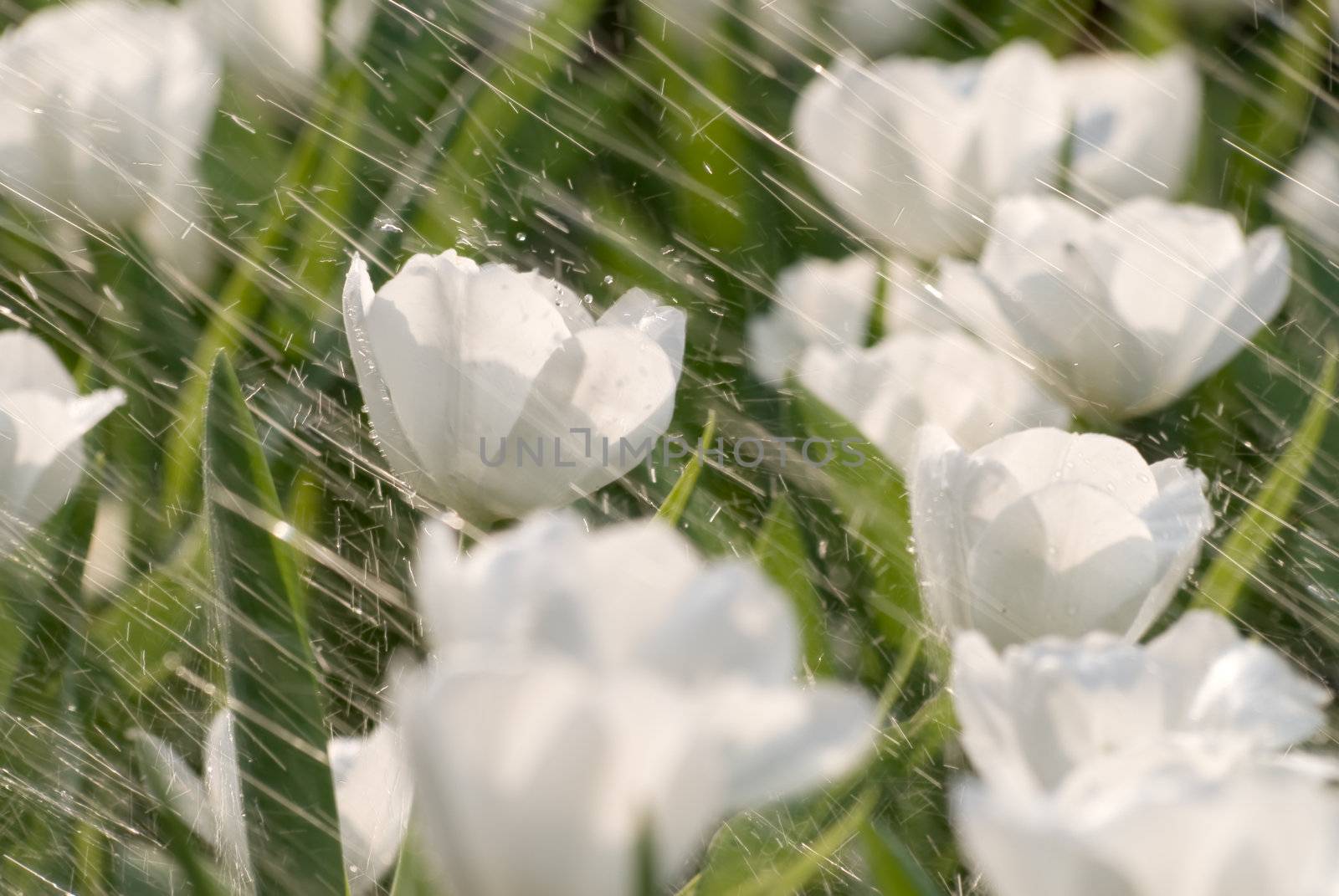 Rain on tulip of flowers garden of white color.