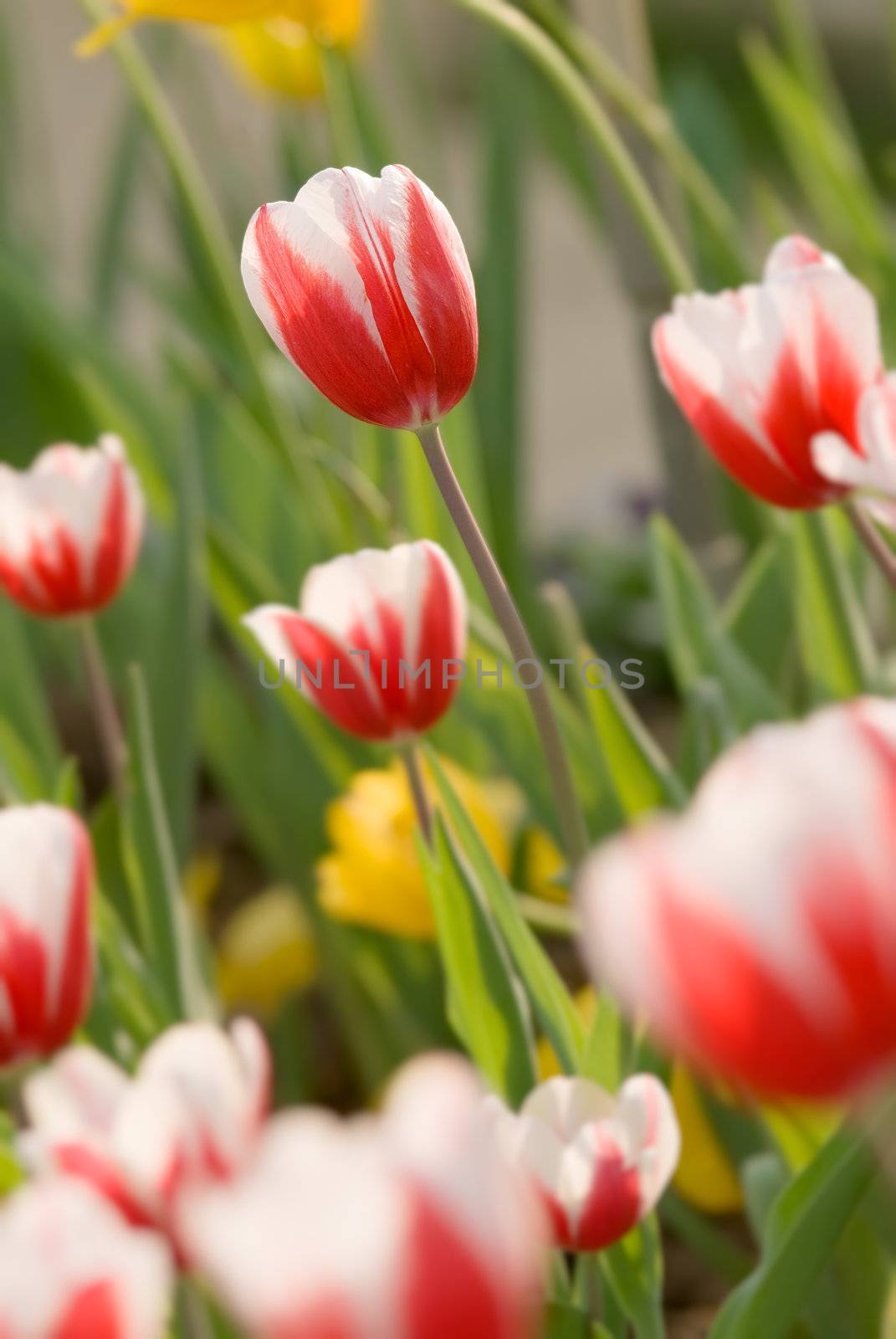 Tulip of white and red in garden of outdoor.