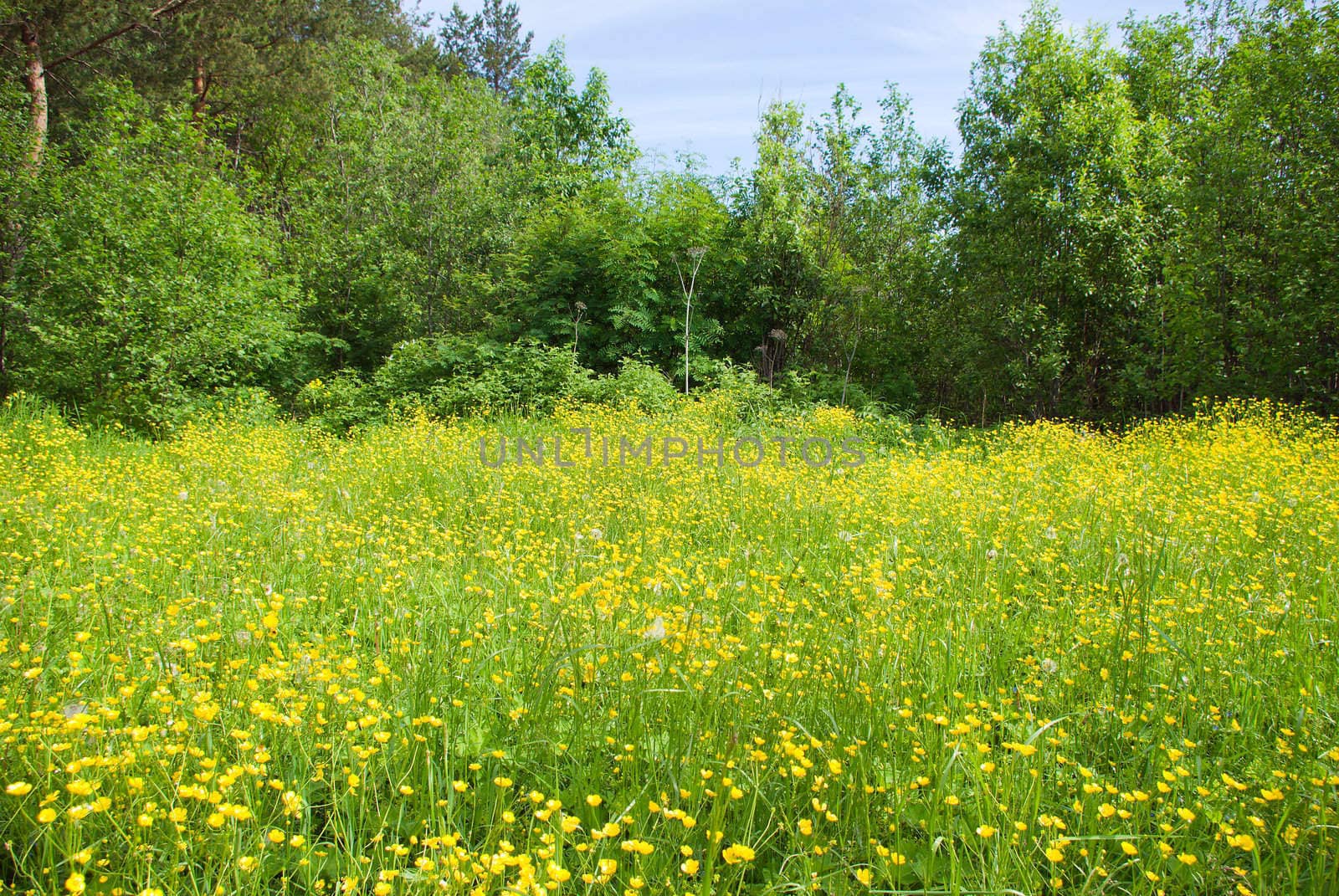 Meadow with yellow  field colour on background blue sky