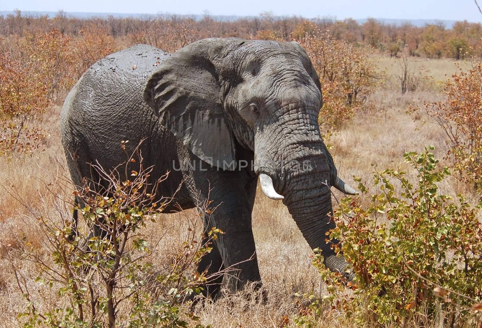 An African Elephant (Loxodonta africana) in the Kruger Park, South Africa.