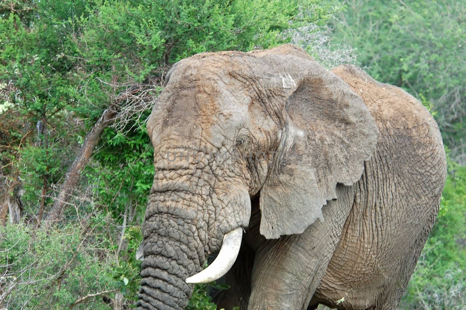 An African Elephant (Loxodonta africana) in the Kruger Park, South Africa.