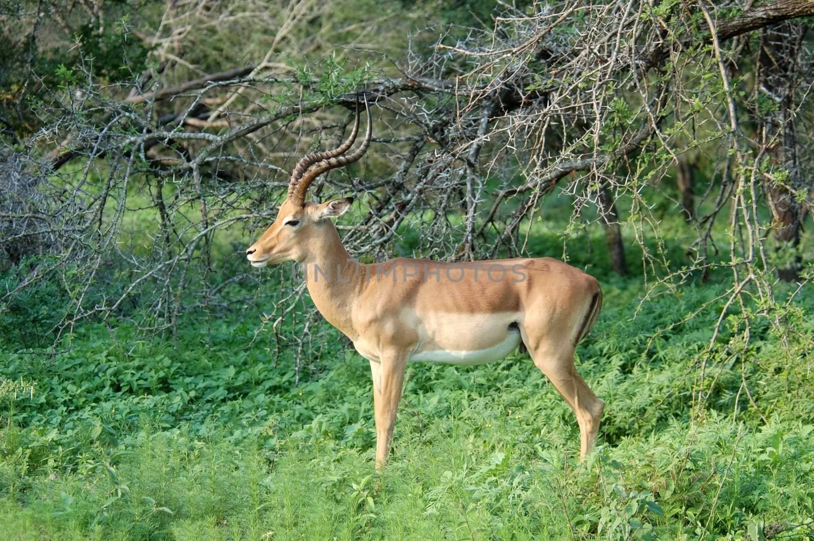 Male Impala Antelope (Aepyceros Melampus) in the Kruger Park, South Africa.