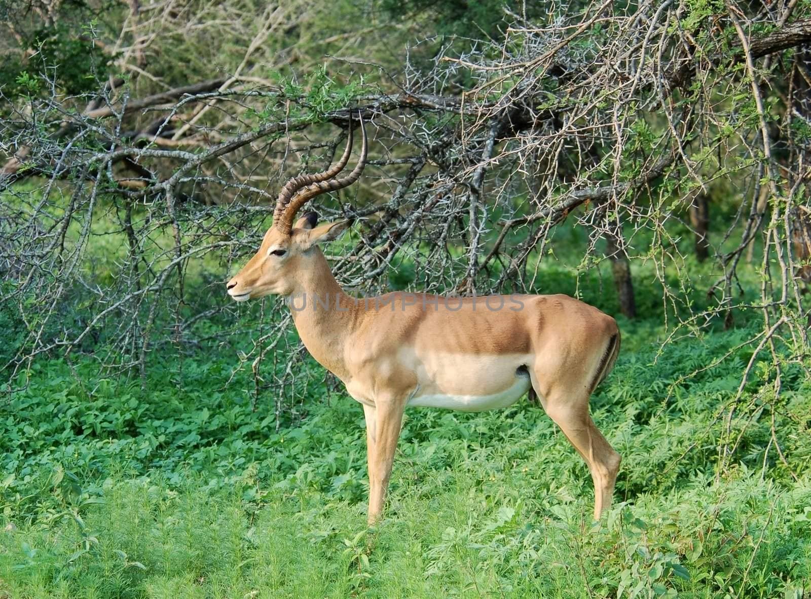 Male Impala Antelope (Aepyceros Melampus) in the Kruger Park, South Africa.