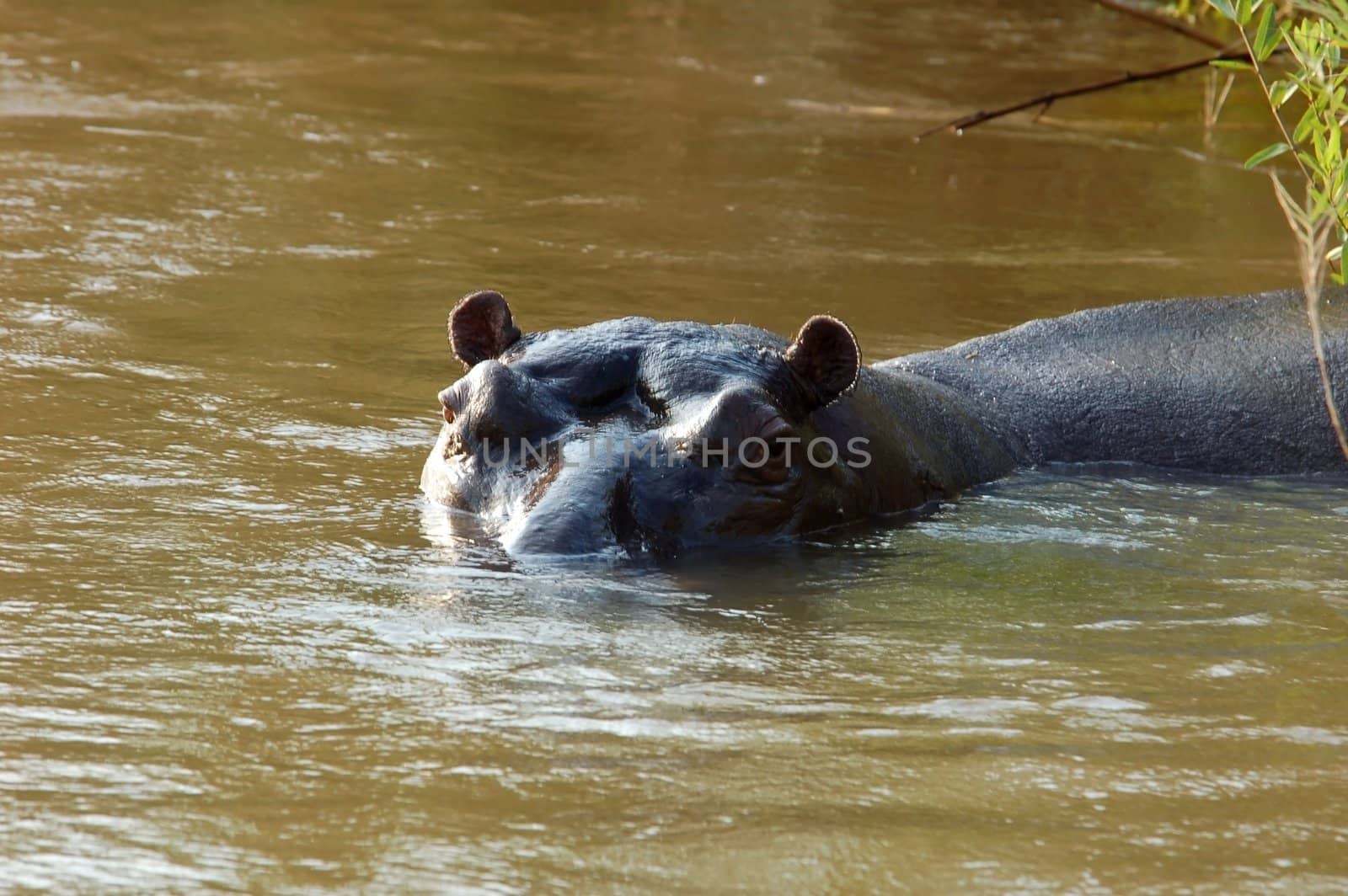 Hippopotamus