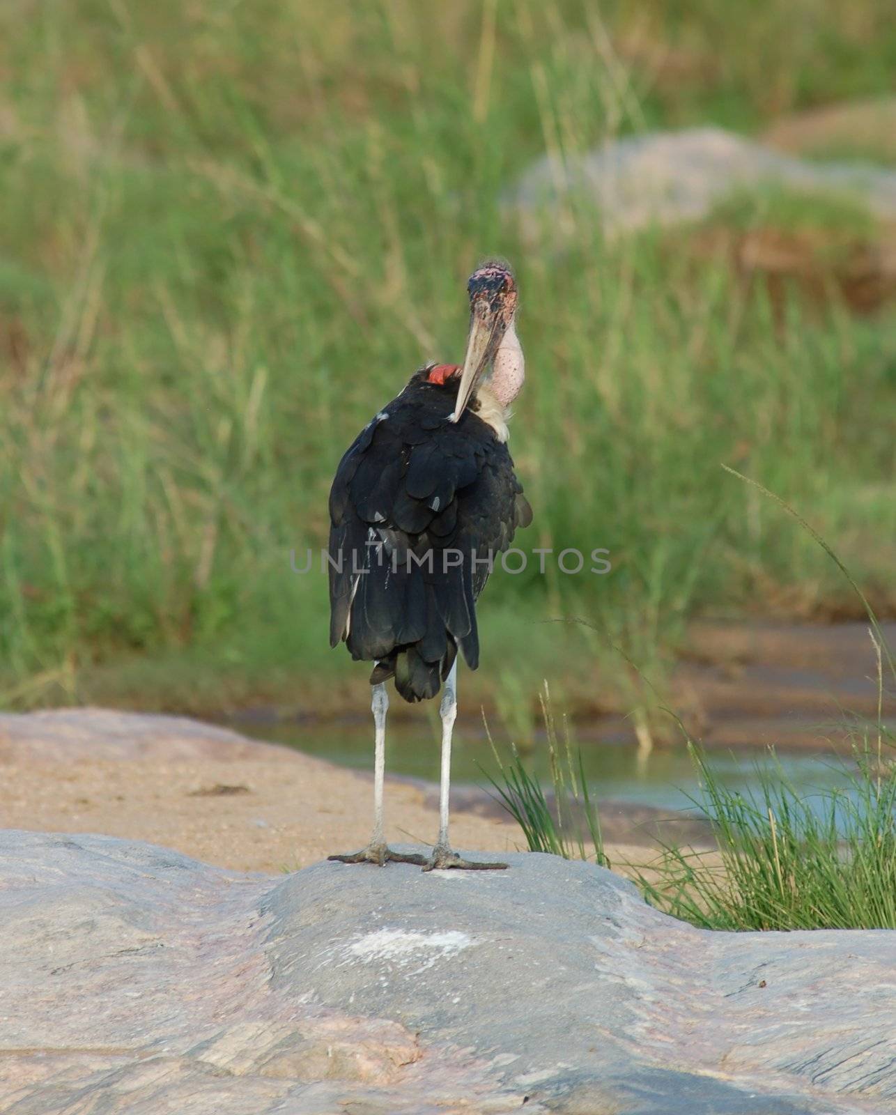 Marabou Stork in South Africa.